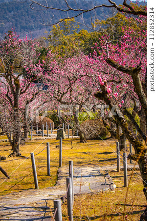 [Kyoto Scenery] Plum blossom viewing party at Zuishin-in, a temple connected to Onokomachi 112852314