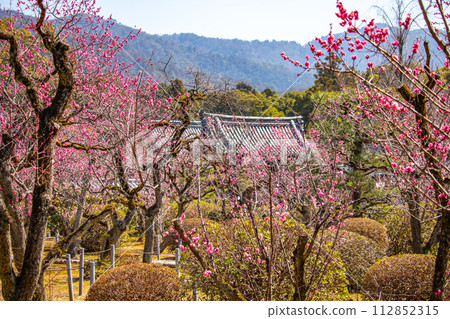 [Kyoto Scenery] Plum blossom viewing party at Zuishin-in, a temple connected to Onokomachi 112852315
