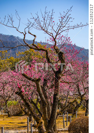 [Kyoto Scenery] Plum blossom viewing party at Zuishin-in, a temple connected to Onokomachi 112852317