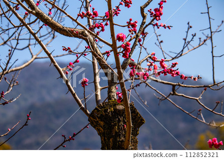 [Kyoto Scenery] Plum blossom viewing party at Zuishin-in, a temple connected to Onokomachi 112852321