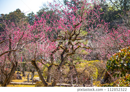 [Kyoto Scenery] Plum blossom viewing party at Zuishin-in, a temple connected to Onokomachi 112852322
