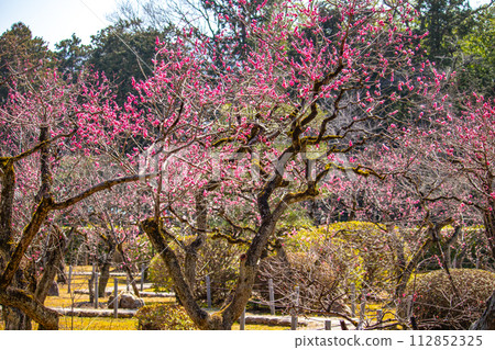 [Kyoto Scenery] Plum blossom viewing party at Zuishin-in, a temple connected to Onokomachi 112852325