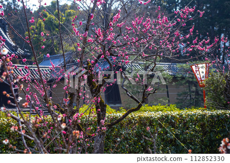 [Kyoto Scenery] Plum blossom viewing party at Zuishin-in, a temple connected to Onokomachi 112852330