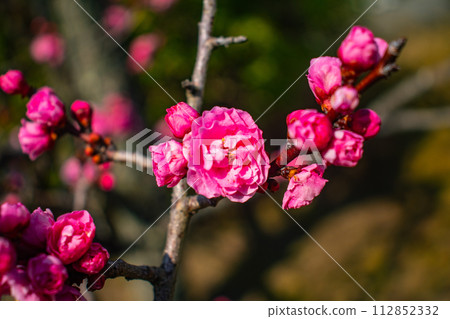 [Kyoto Scenery] Plum blossom viewing party at Zuishin-in, a temple connected to Onokomachi 112852332