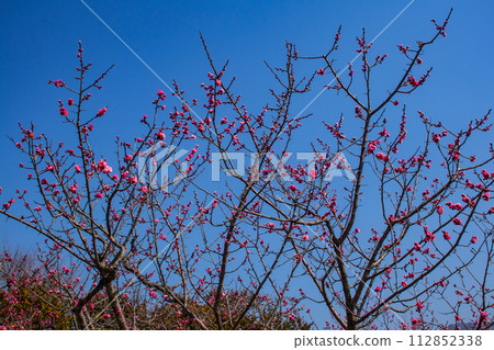 [Kyoto Scenery] Plum blossom viewing party at Zuishin-in, a temple connected to Onokomachi 112852338