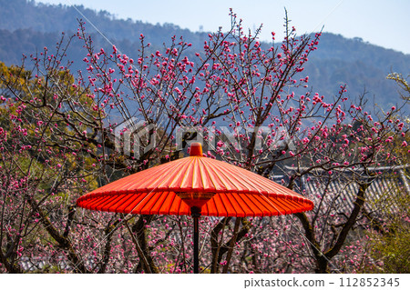 [Kyoto Scenery] Plum blossom viewing party at Zuishin-in, a temple connected to Onokomachi 112852345