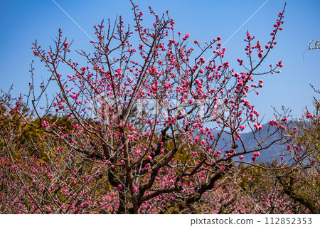 [Kyoto Scenery] Plum blossom viewing party at Zuishin-in, a temple connected to Onokomachi 112852353