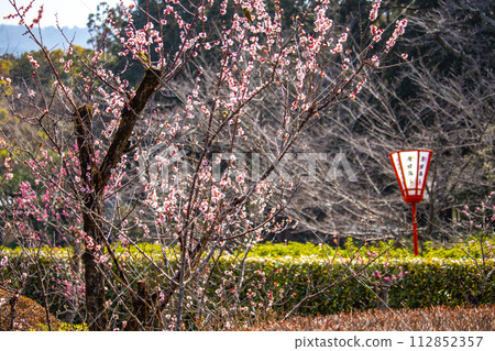 [Kyoto Scenery] Plum blossom viewing party at Zuishin-in, a temple connected to Onokomachi 112852357