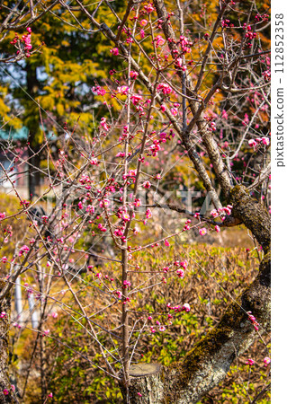 [Kyoto Scenery] Plum blossom viewing party at Zuishin-in, a temple connected to Onokomachi 112852358