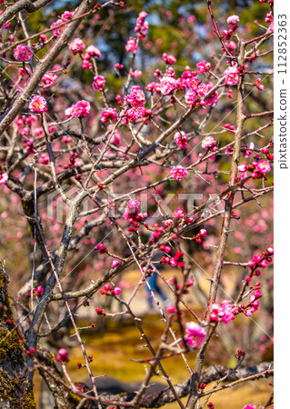 [Kyoto Scenery] Plum blossom viewing party at Zuishin-in, a temple connected to Onokomachi 112852363