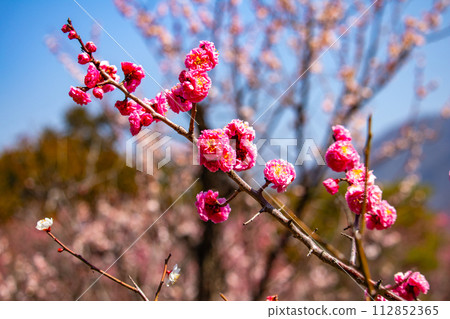 [Kyoto Scenery] Plum blossom viewing party at Zuishin-in, a temple connected to Onokomachi 112852365