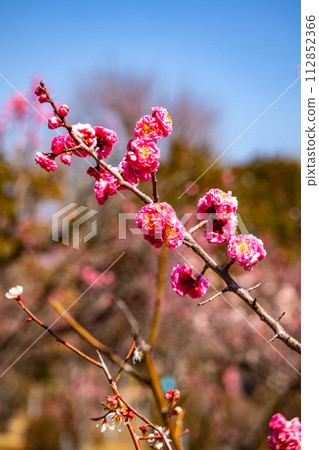 [Kyoto Scenery] Plum blossom viewing party at Zuishin-in, a temple connected to Onokomachi 112852366
