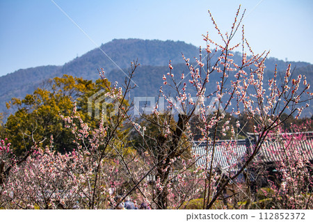 【京都風景】與小野町相連的瑞神院賞梅會 【京都風景】與小野町相連的瑞神院賞梅會 112852372