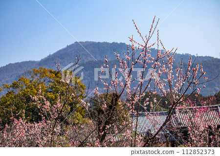 [Kyoto Scenery] Plum blossom viewing party at Zuishin-in, a temple connected to Onokomachi 112852373