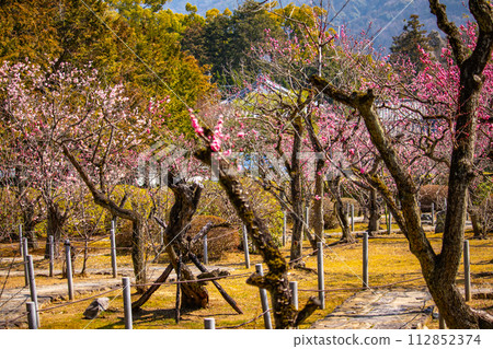 [Kyoto Scenery] Plum blossom viewing party at Zuishin-in, a temple connected to Onokomachi 112852374
