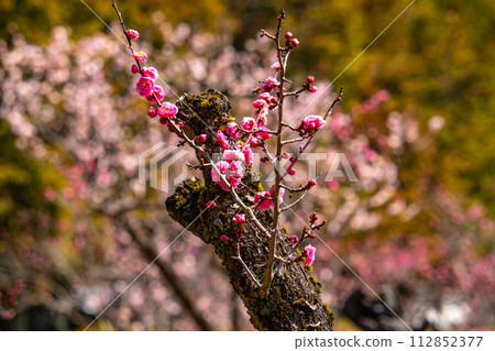 【京都風景】與小野町相連的瑞神院賞梅會 112852377