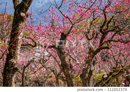 [Kyoto Scenery] Plum blossom viewing party at Zuishin-in, a temple connected to Onokomachi 112852379