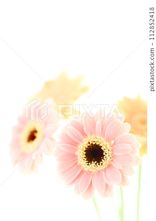 bright pink and yellow gerberas 112852418