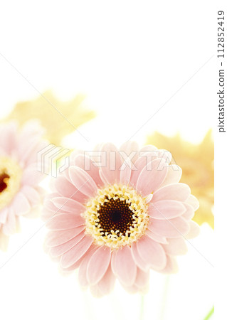 bright pink and yellow gerberas bright pink and yellow gerberas 112852419