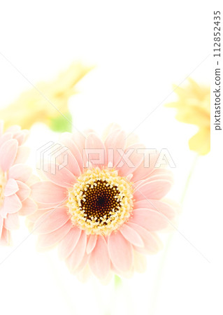 bright pink and yellow gerberas bright pink and yellow gerberas 112852435