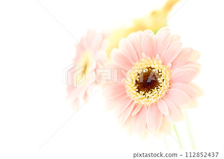 bright pink and yellow gerberas bright pink and yellow gerberas 112852437