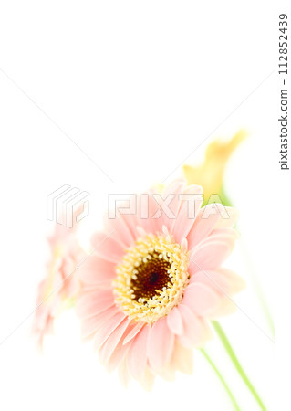 bright pink and yellow gerberas 112852439