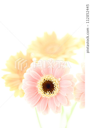 明亮的粉紅色和黃色非洲菊 明亮的粉紅色和黃色非洲菊 112852445