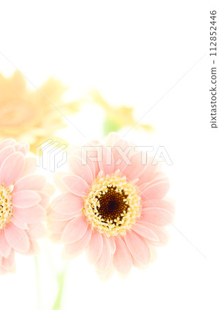bright pink and yellow gerberas bright pink and yellow gerberas 112852446