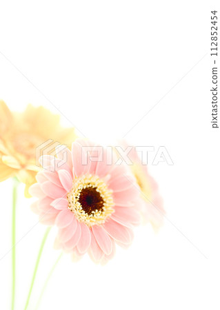 bright pink and yellow gerberas bright pink and yellow gerberas 112852454