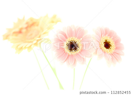 明亮的粉紅色和黃色非洲菊 明亮的粉紅色和黃色非洲菊 112852455