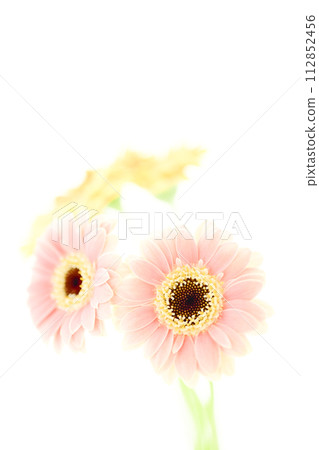 明亮的粉紅色和黃色非洲菊 明亮的粉紅色和黃色非洲菊 112852456