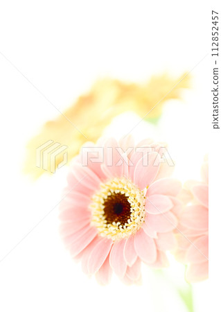 bright pink and yellow gerberas 112852457