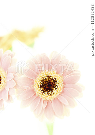 bright pink and yellow gerberas bright pink and yellow gerberas 112852458