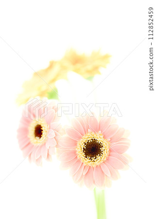 明亮的粉紅色和黃色非洲菊 明亮的粉紅色和黃色非洲菊 112852459