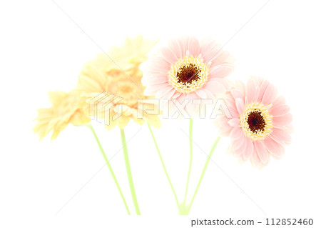 明亮的粉紅色和黃色非洲菊 明亮的粉紅色和黃色非洲菊 112852460