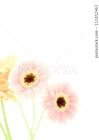 明亮的粉紅色和黃色非洲菊 明亮的粉紅色和黃色非洲菊 112852461