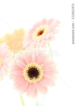 bright pink and yellow gerberas 112852471