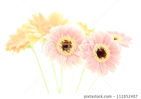 bright pink and yellow gerberas 112852487