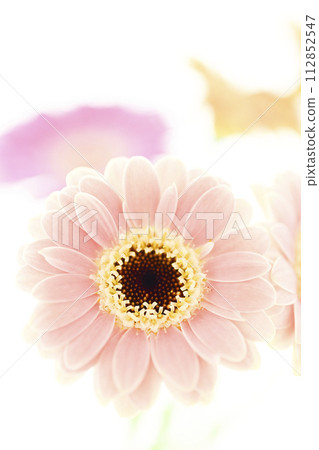 鮮豔多彩的非洲菊花 鮮豔多彩的非洲菊花 112852547