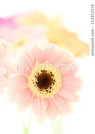 Bright and colorful gerbera flowers 112852558