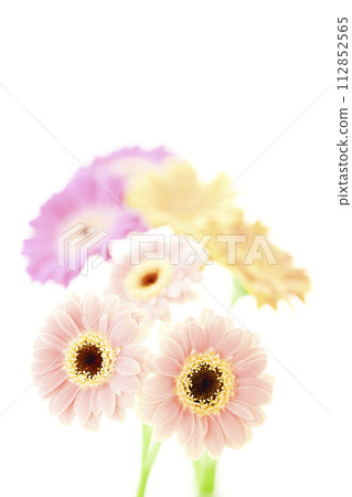 Bright and colorful gerbera flowers 112852565