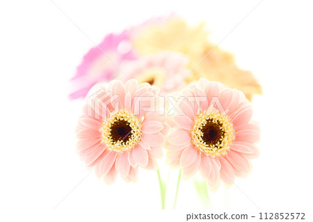Bright and colorful gerbera flowers Bright and colorful gerbera flowers 112852572