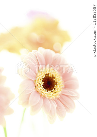 鮮豔多彩的非洲菊花 鮮豔多彩的非洲菊花 112852587