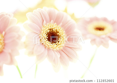 鮮豔多彩的非洲菊花 鮮豔多彩的非洲菊花 112852601