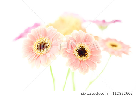 鮮豔多彩的非洲菊花 鮮豔多彩的非洲菊花 112852602
