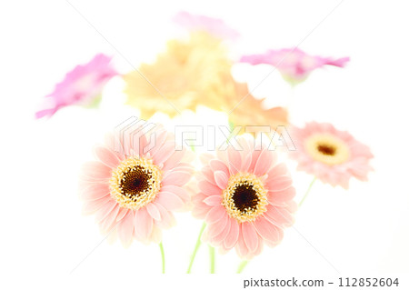鮮豔多彩的非洲菊花 鮮豔多彩的非洲菊花 112852604