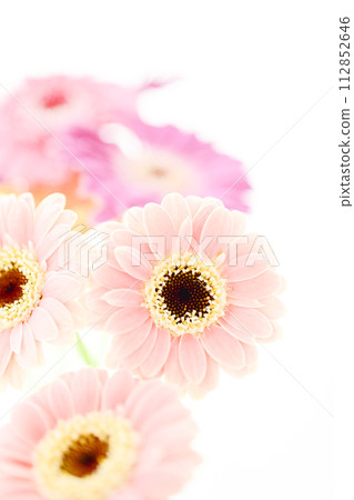 鮮豔多彩的非洲菊花 鮮豔多彩的非洲菊花 112852646