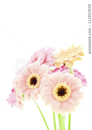 鮮豔多彩的非洲菊花 鮮豔多彩的非洲菊花 112852659
