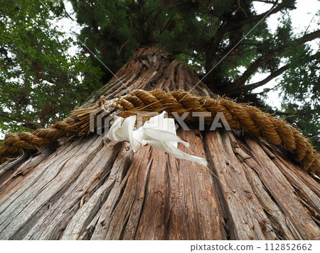 Sacred tree of Hida Ichinomiya Mizunashi Shrine 112852662