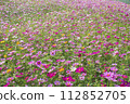 Cosmos flower field 112852705